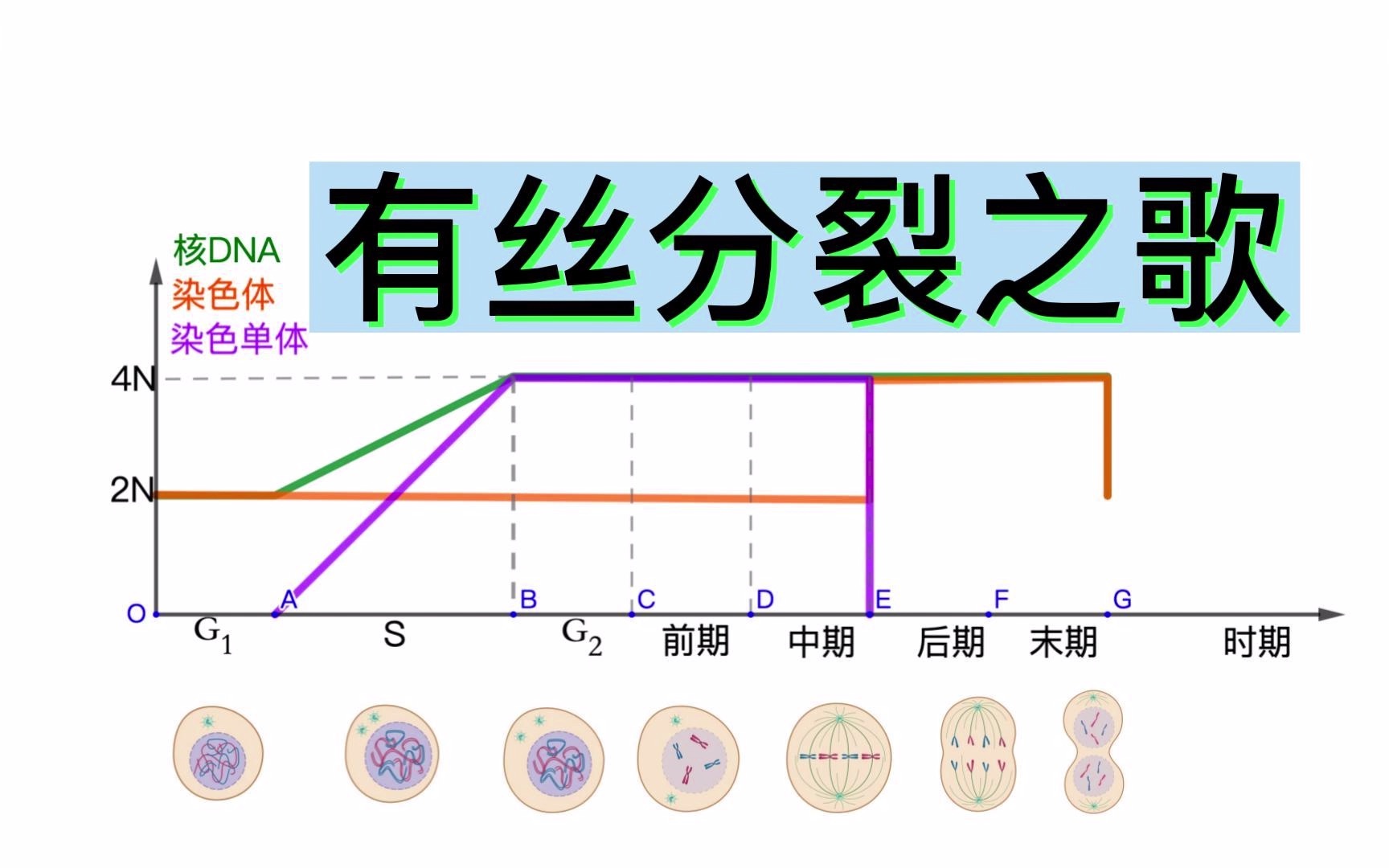 [图]趣味生物——有丝分裂之歌