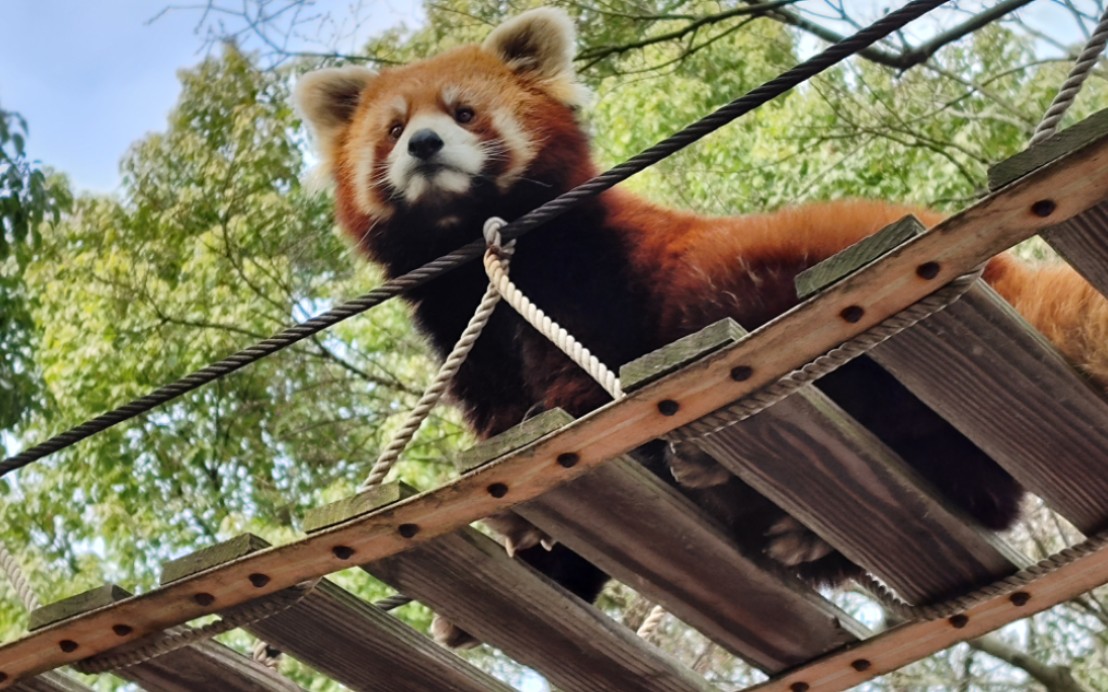 【上海野生动物园】小熊猫专属part!