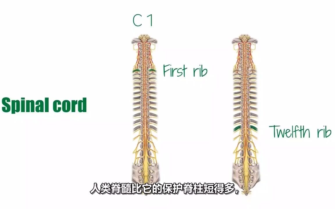 脊髓的结构  人体解剖学哔哩哔哩bilibili