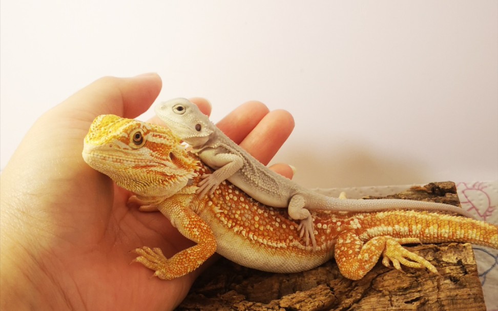 鬃狮蜥zero到家了