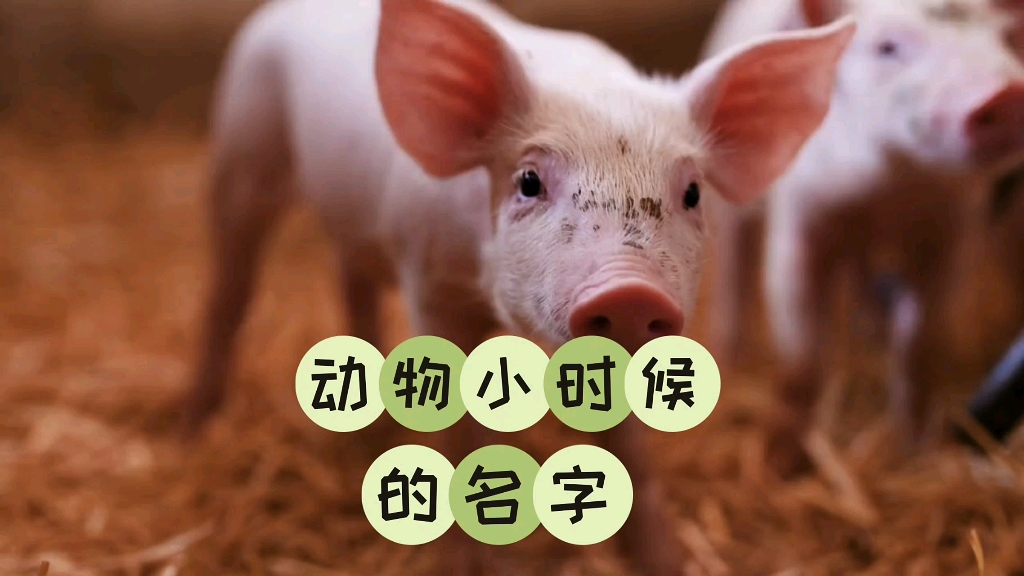 动物也有大名小名,来认识下动物小时候的名字