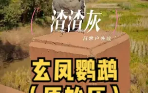 Descargar video: 玄凤鹦鹉（原始灰）户外放风