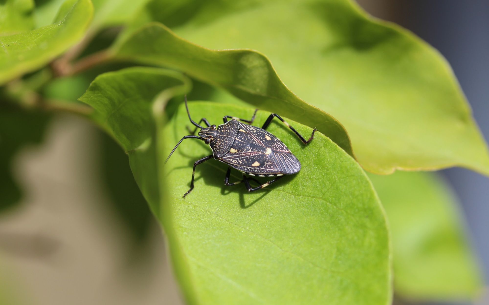 随处可见的臭屁虫,现在怎么消失了?云南人当美食吃到300元一斤