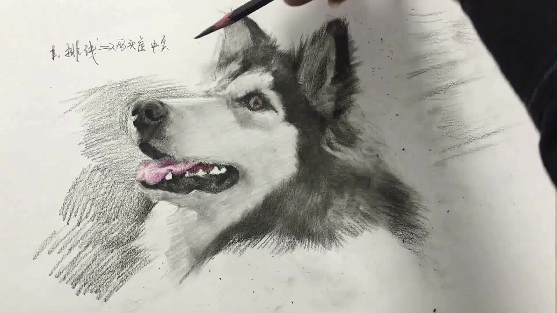 素描画狗子上点淡彩不要细致只求质感