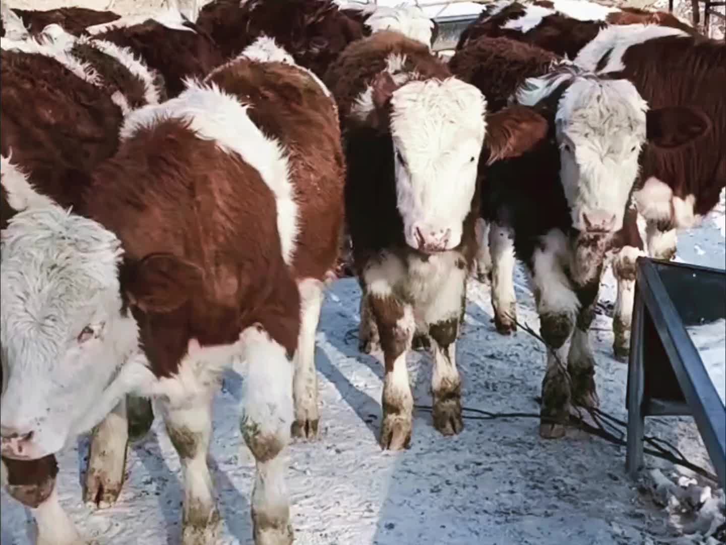 小母牛倒立图片