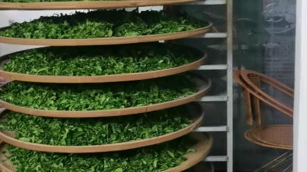 乌龙茶摇青前半部分