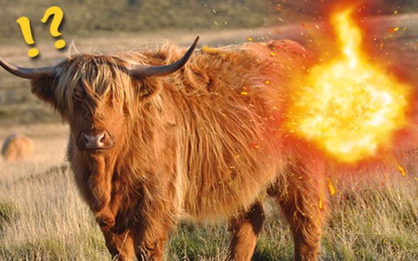 科学家研发牛屁收集器应对气候危机!