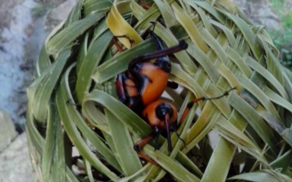 笋子虫们的归宿