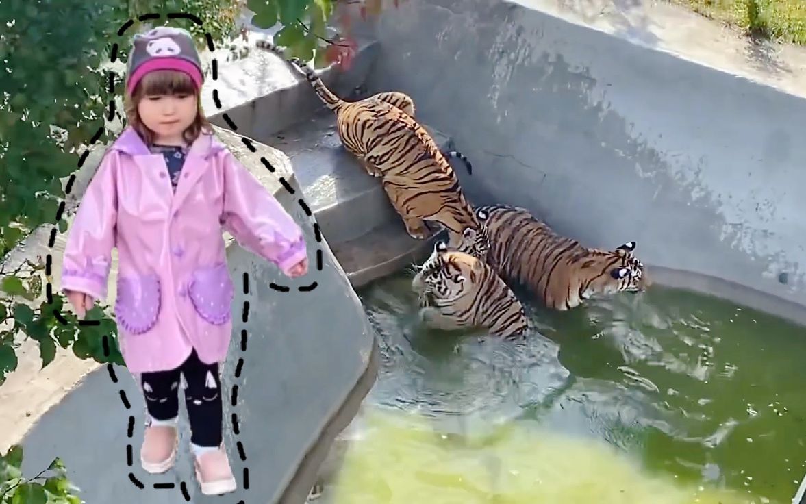 老虎看着小女孩图片图片