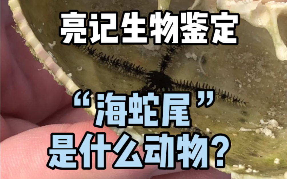 【亮记生物鉴定】“海蛇尾”是什么动物?哔哩哔哩bilibili