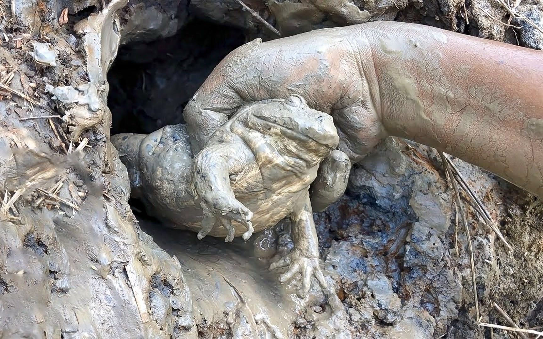 农村旱季河道边洞里捕捉大青蛙,一条钢钩搞定,午餐加菜