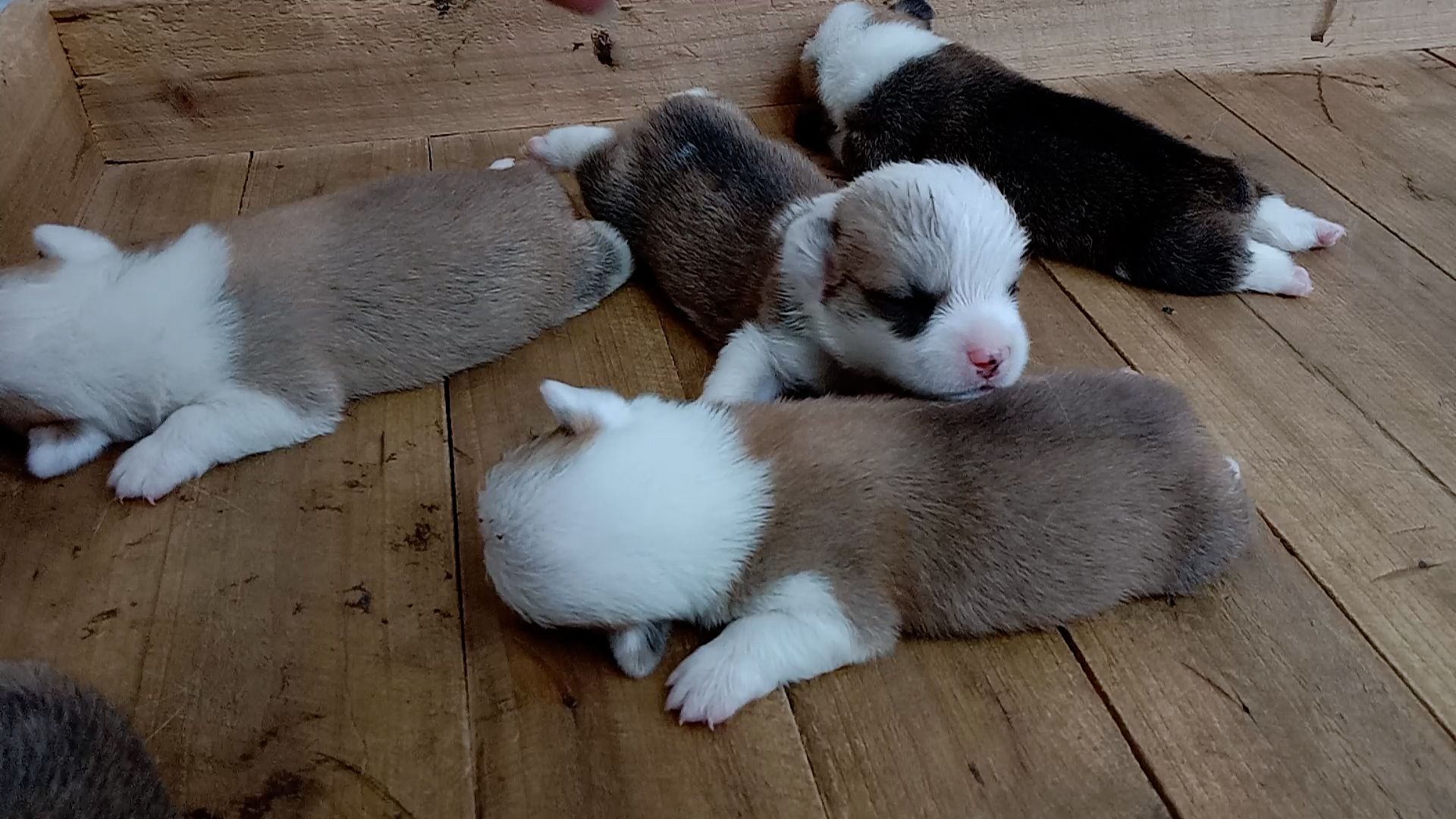 刚出生10天的小奶狗,肚子饿把主人的手当成妈妈了,好可爱