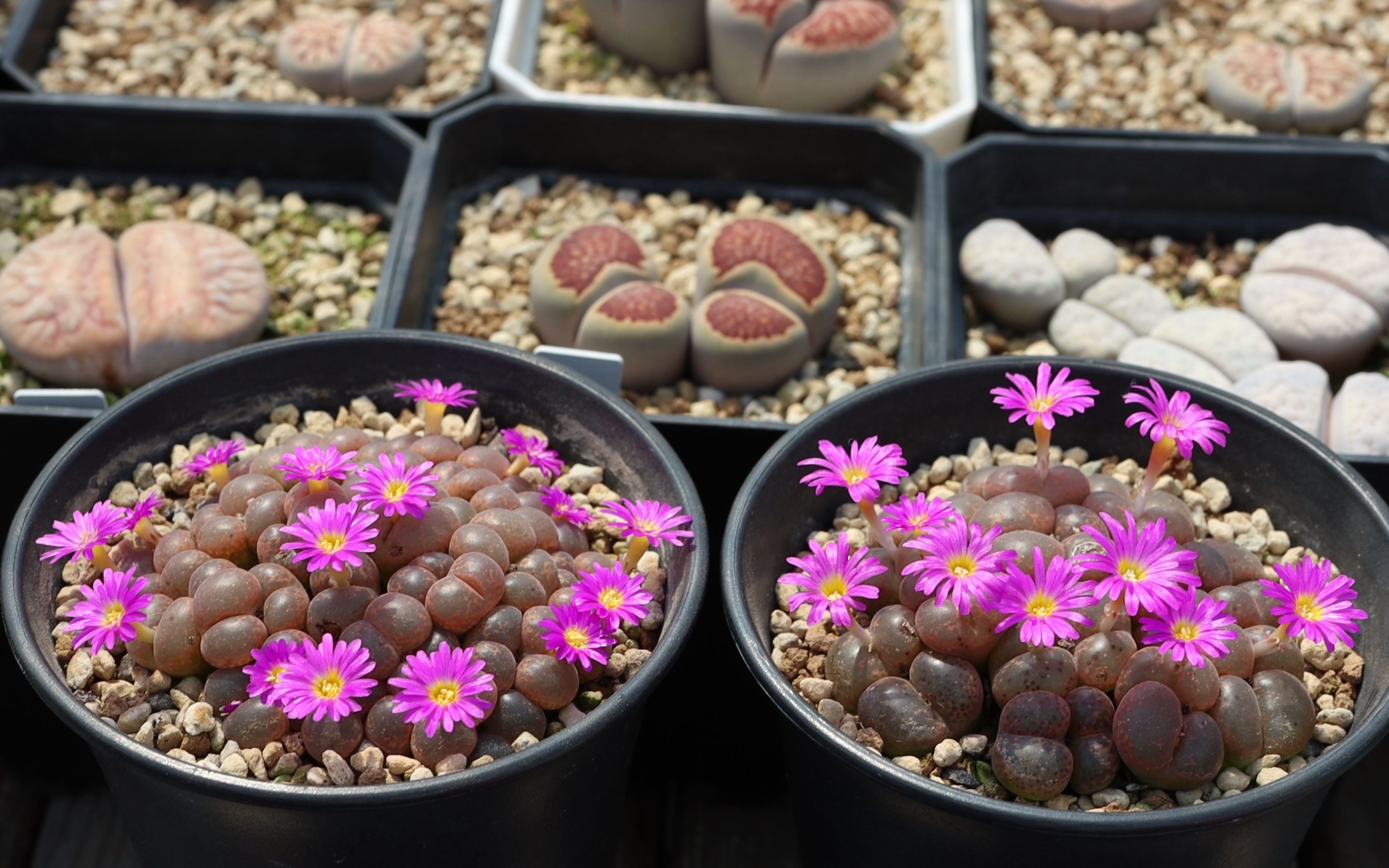 多肉植物 群生肉锥花 开花