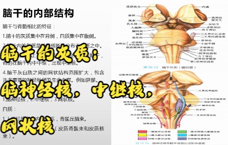 [图]系统解剖学-中枢神经系统之脑干的内部结构