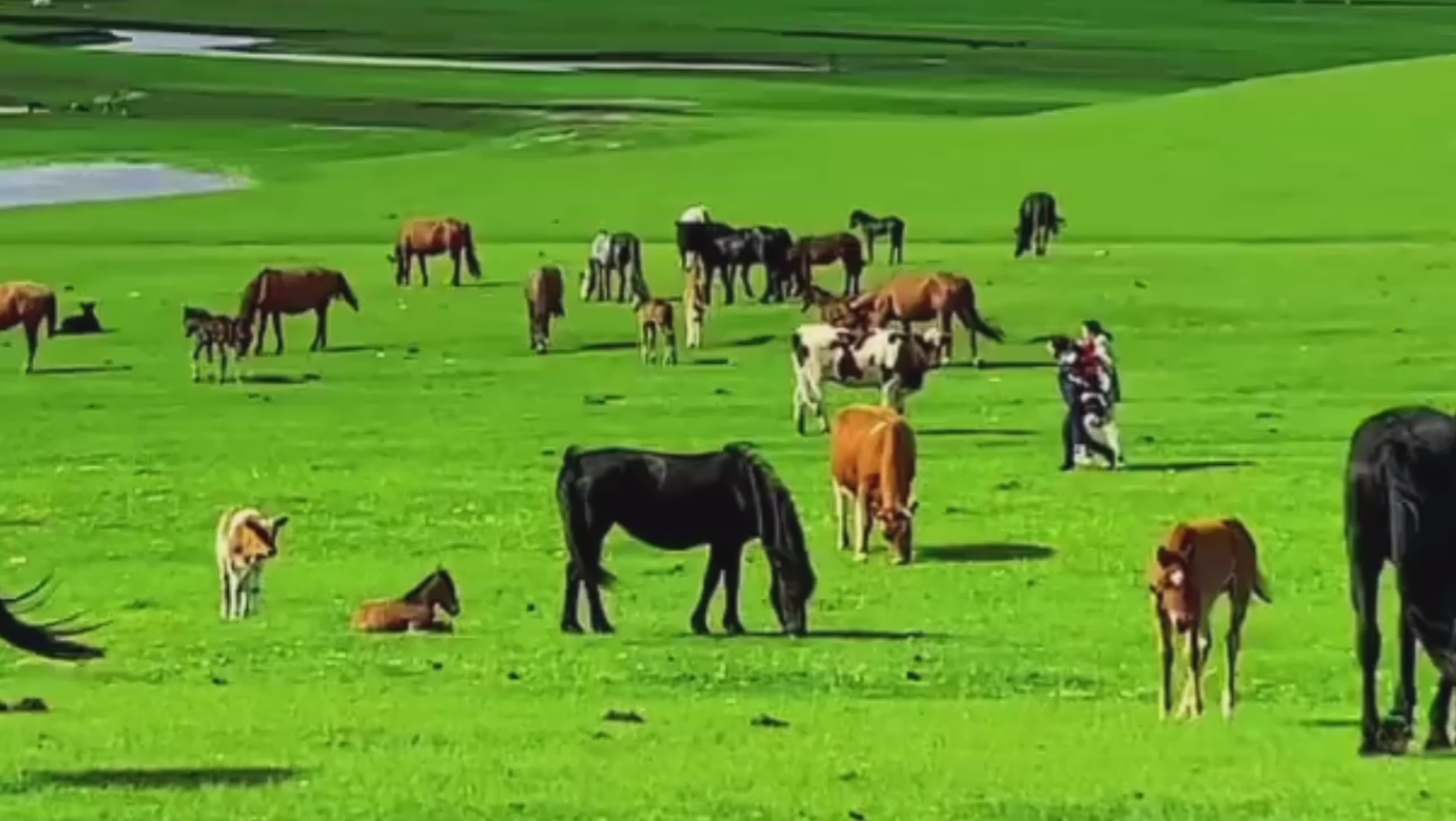 [图]美丽的呼伦贝尔大草原，自驾游。音乐分享。