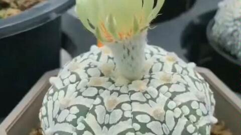 短毛丸开花延时摄影 附阴雨天兜半开花过程 哔哩哔哩 Bilibili 短毛丸开花延时摄影 附阴雨天兜半开花过程 哔哩哔哩 Bilibili