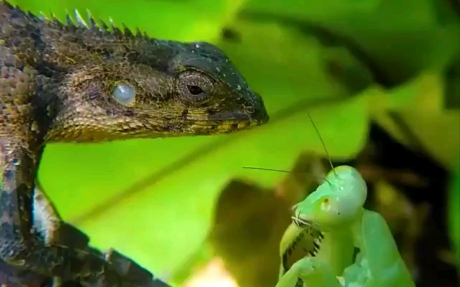 慎入 蜥蜴vs螳螂 结局意想不到