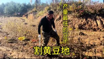 Descargar video: 割豆地 面朝黄土背朝天一干就是一小天咱家这产量也是无人能敌了