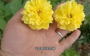 Download Video: 秋天月季开花不标准，3种情况要注意，及时解决才能更好开花