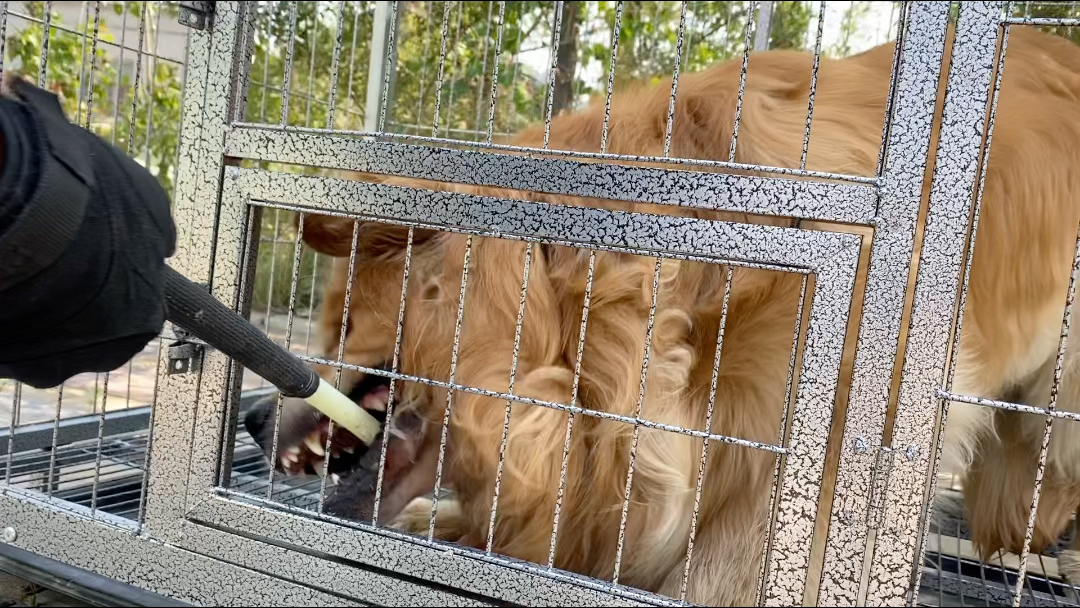咬人护食金毛藏獒串一棍打服