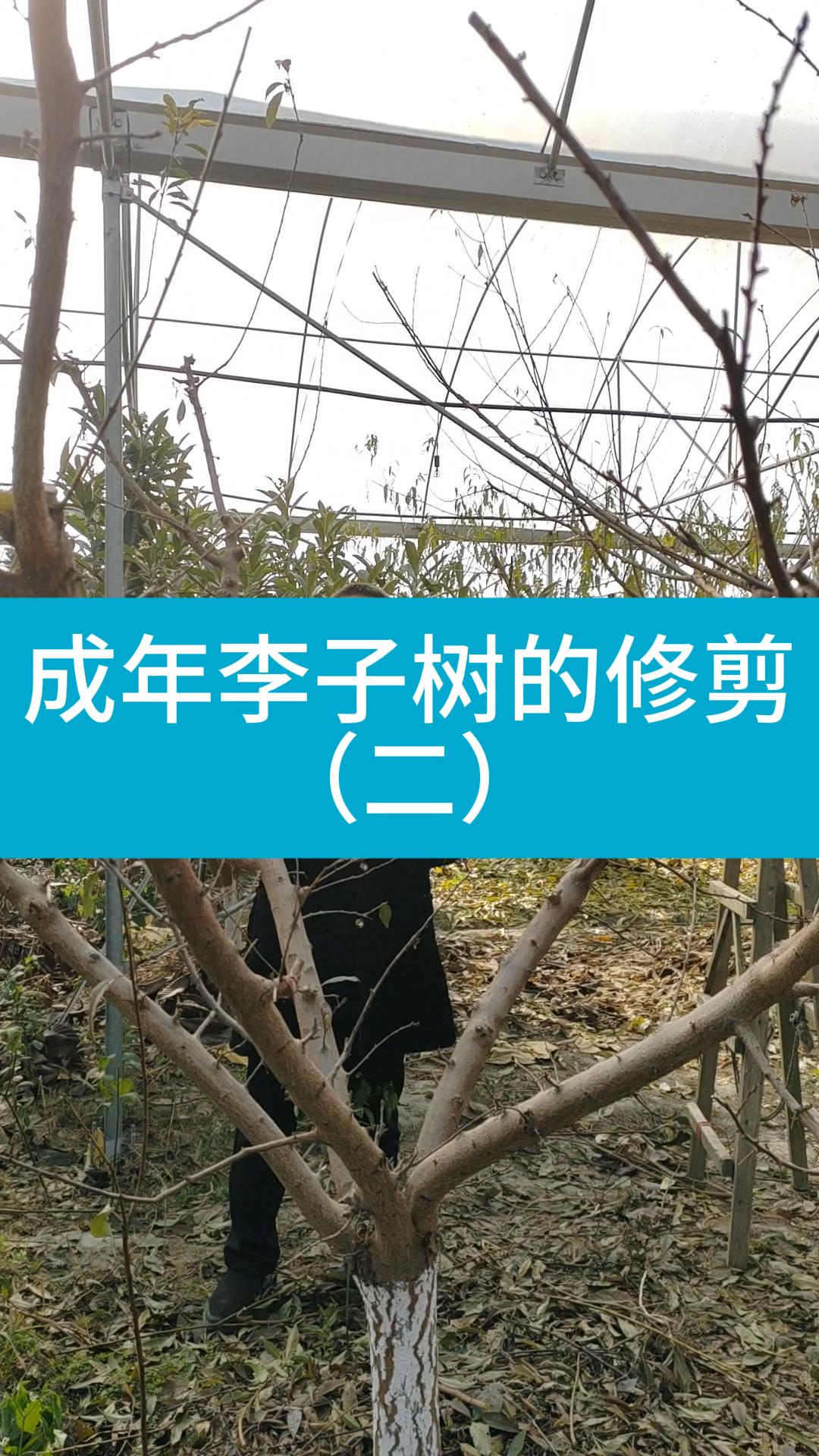 成年李子树的修剪