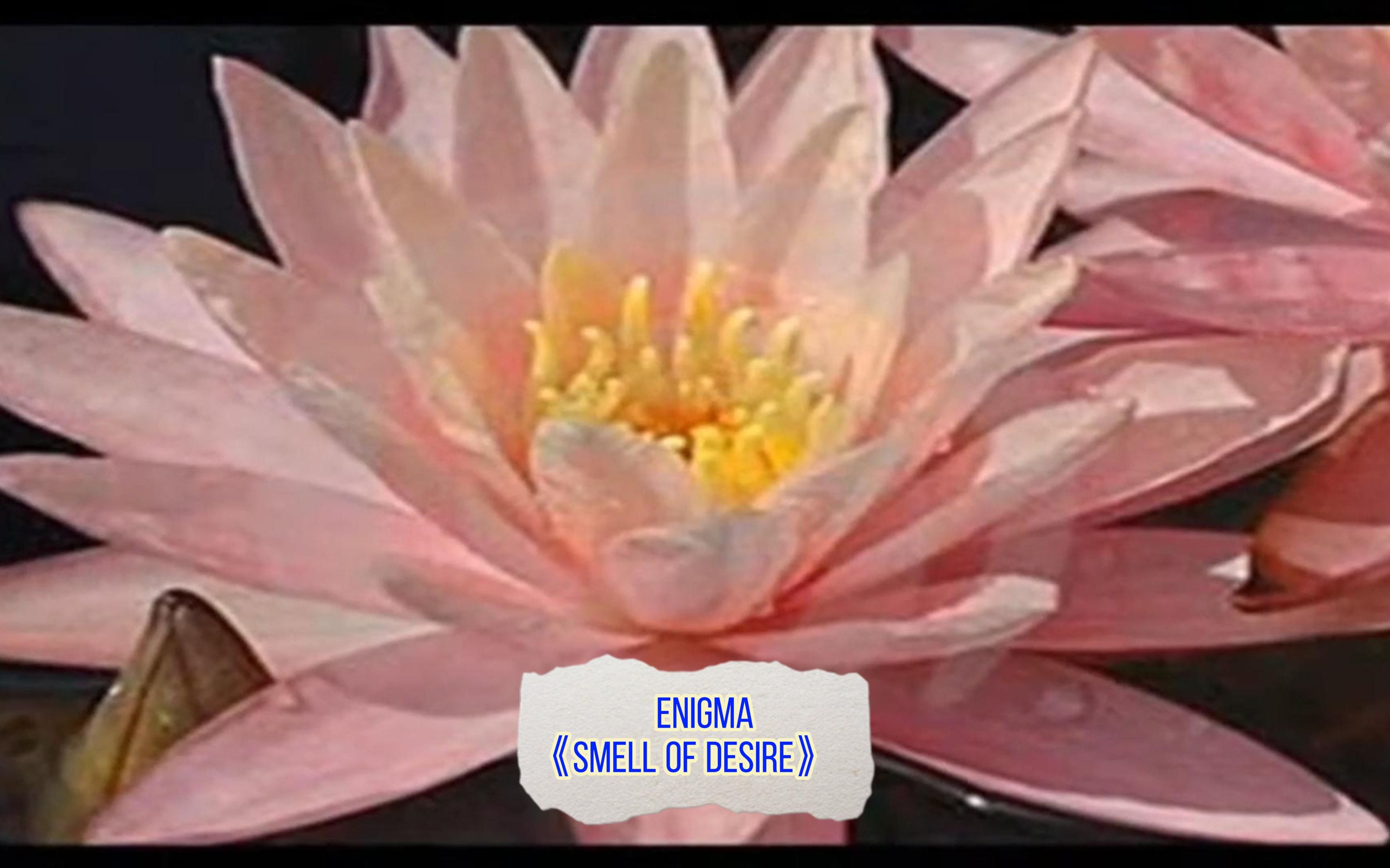 [图]Enigma  《Smell Of Desire》