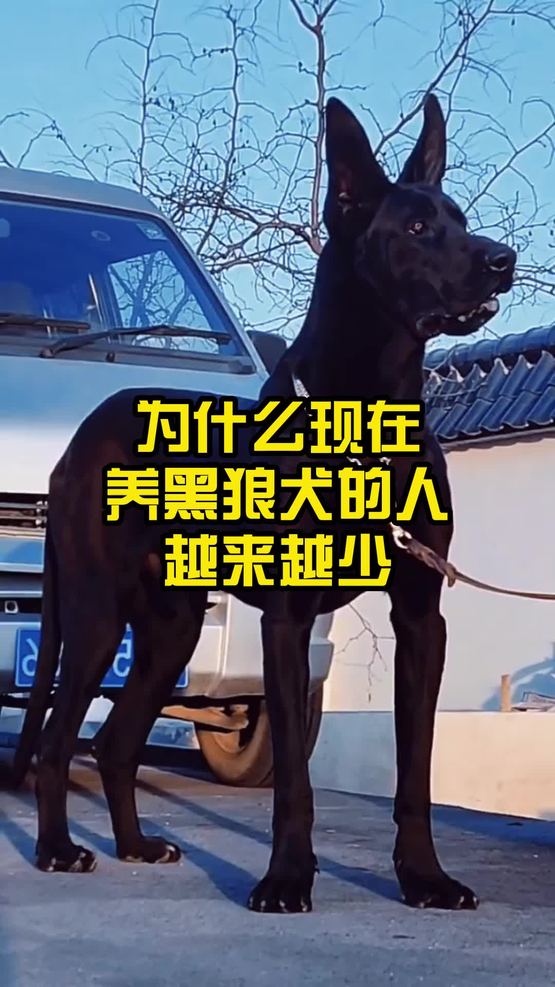 为什么现在养黑狼犬的人越来越少哔哩哔哩bilibili