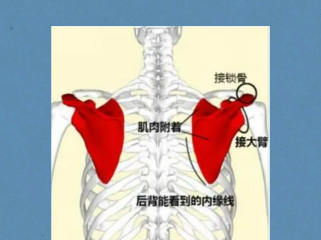 武侠小说经常谈及的琵琶骨解剖哔哩哔哩bilibili