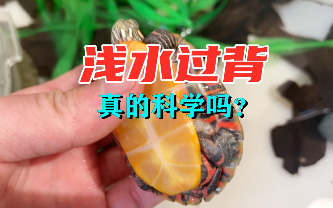 养龟要多深的水浅水过背科学吗乌龟饲养水位解答