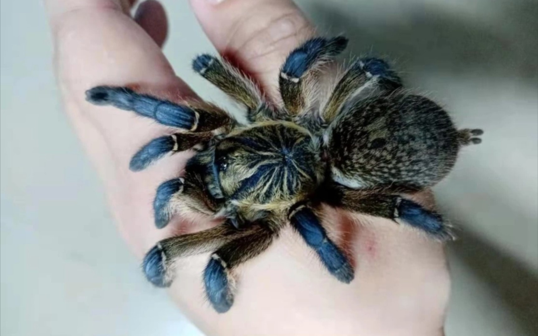 开箱hp(南非蓝脚巴布)小母(封面来自于某鱼)