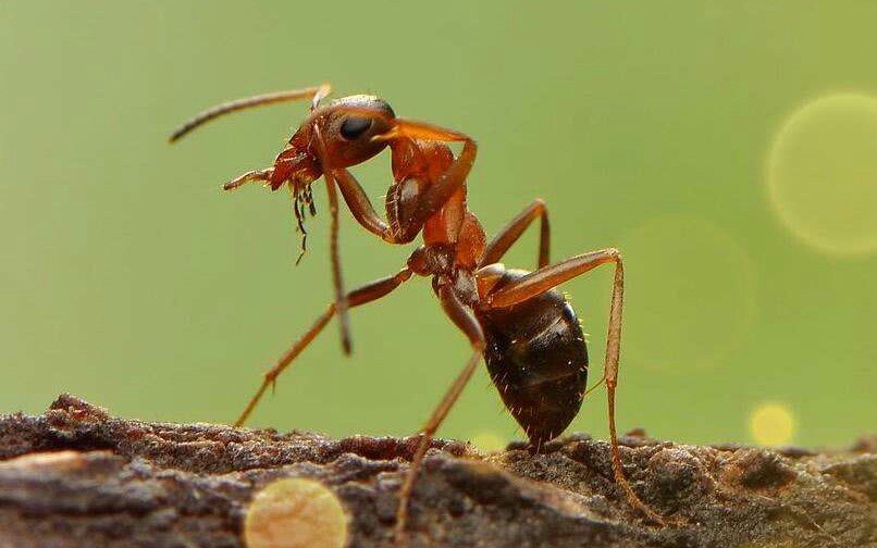 蚂蚁坚强高清图片大全图片