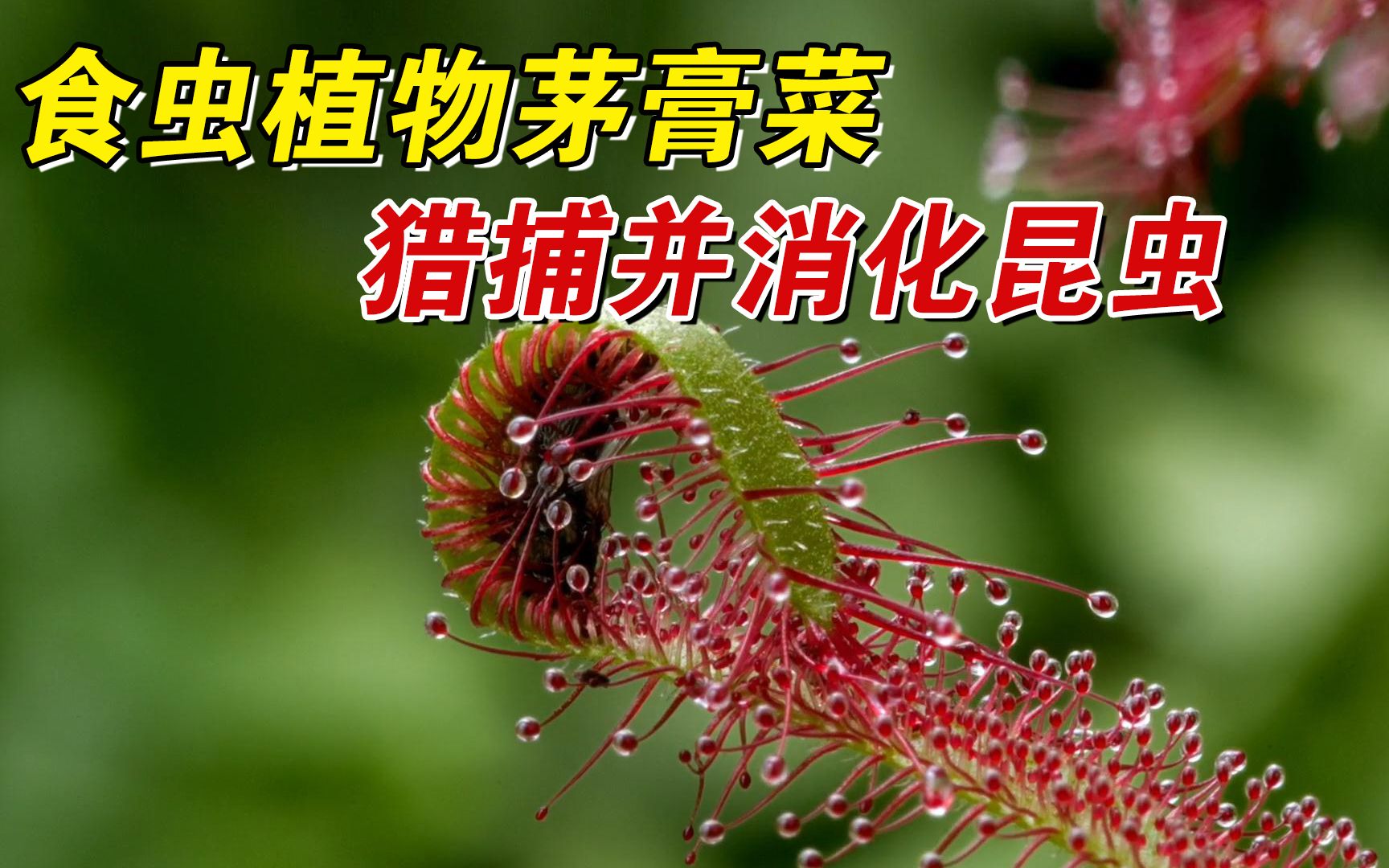 茅膏菜,食虫植物,猎捕昆虫并消化吸收哔哩哔哩bilibili