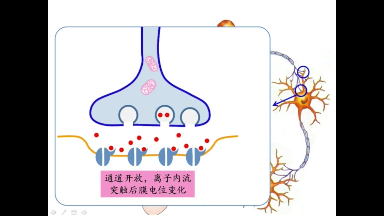 兴奋在神经元之间的传递