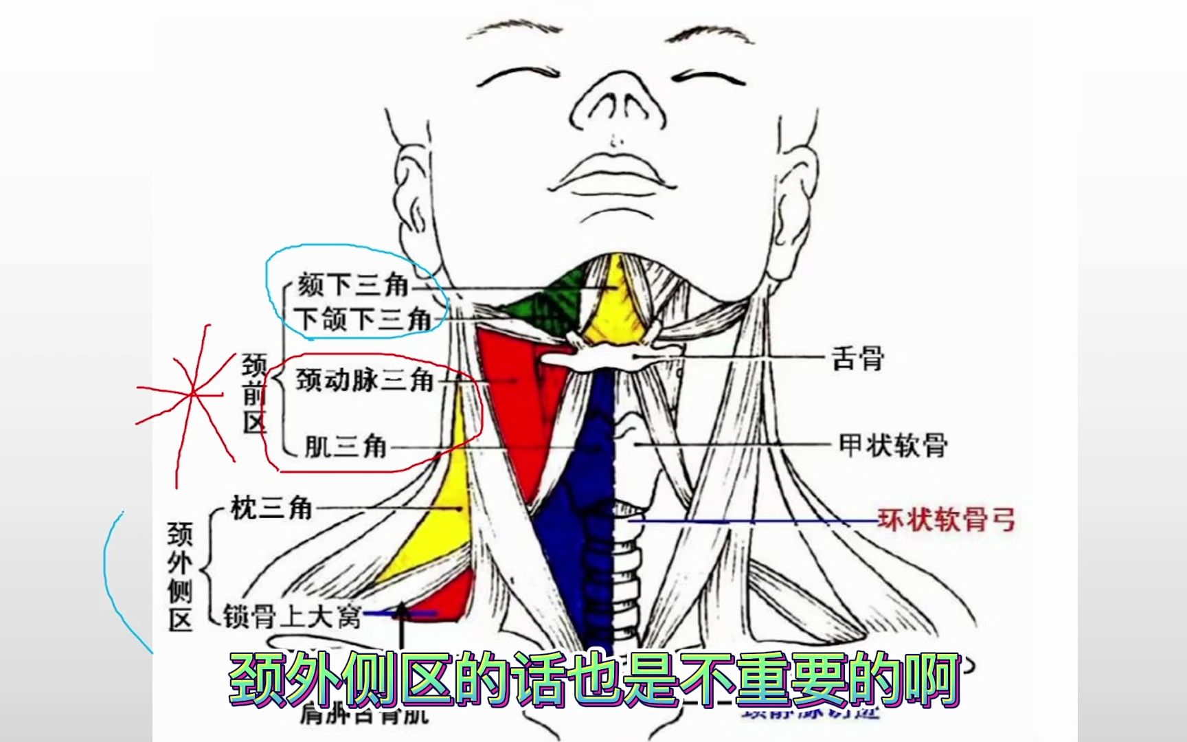 颈部分区图详细图图片