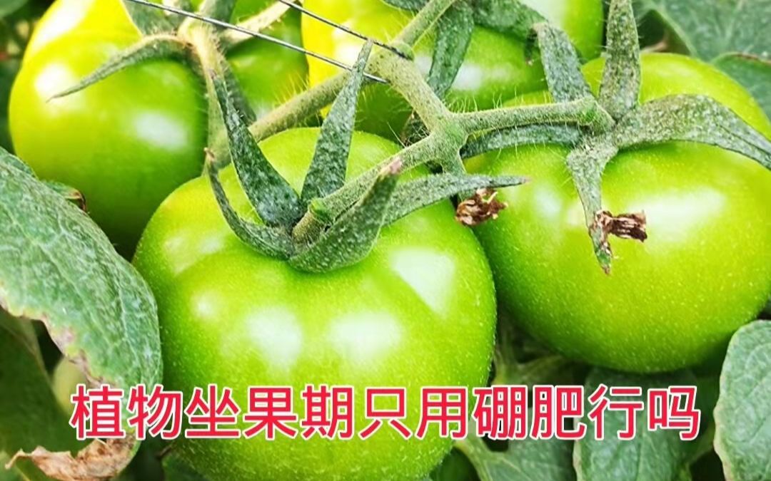 植物坐果期只用硼肥行吗哔哩哔哩bilibili