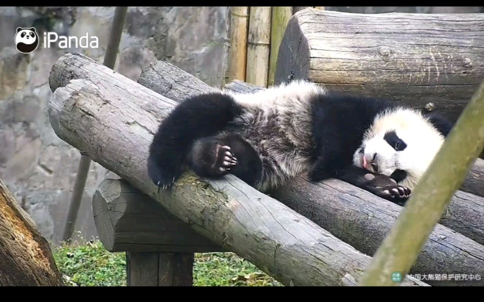 大熊猫禄禄仔:小宝宝多晒太阳多睡觉才能长高高