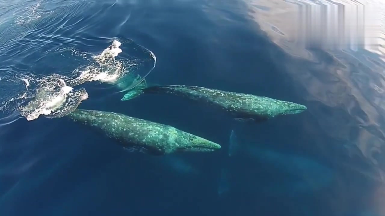 航拍虎鲸猎杀灰鲸死亡撞击鲜血四溅1分26秒高能