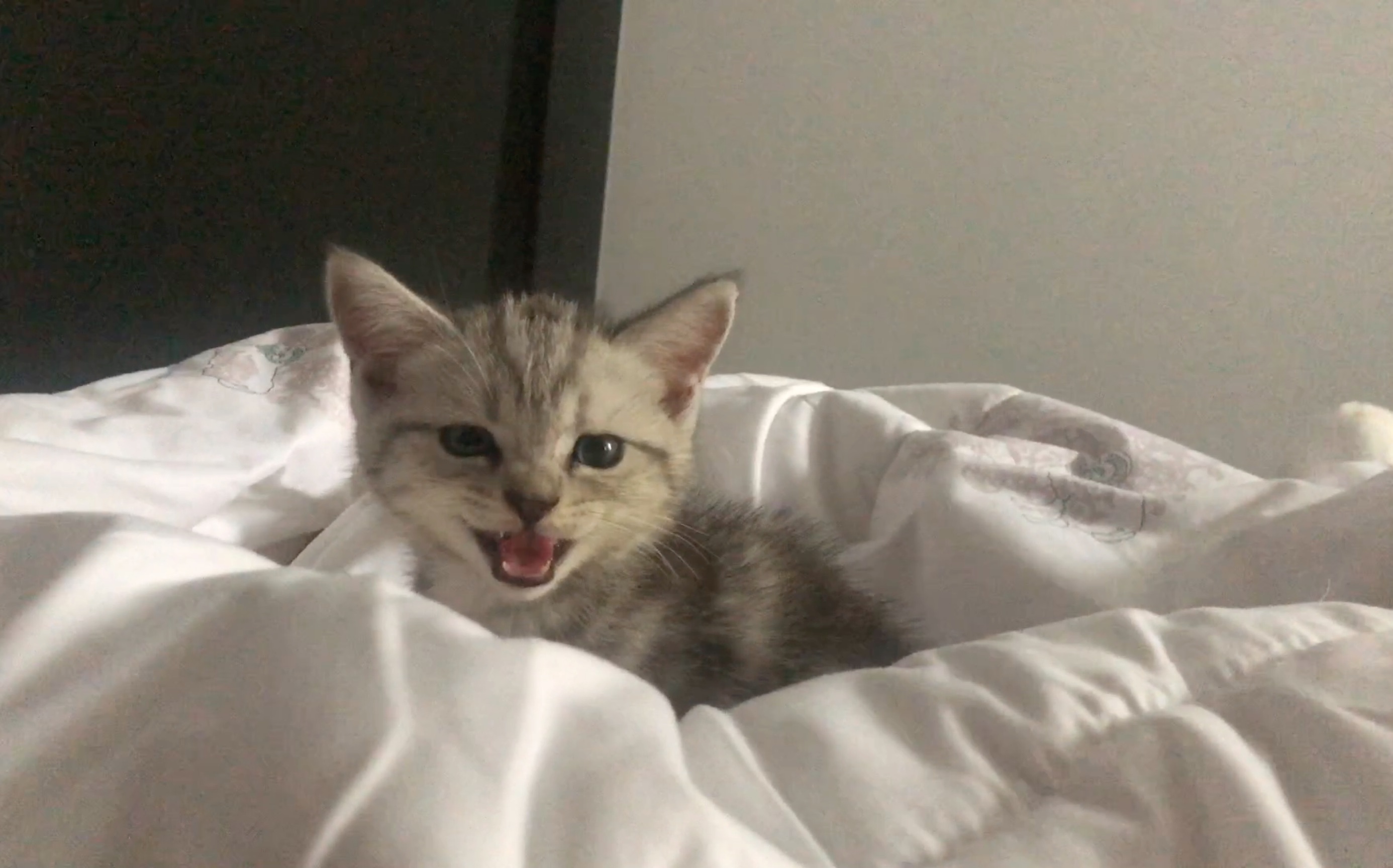 活动作品小奶猫叫超凶