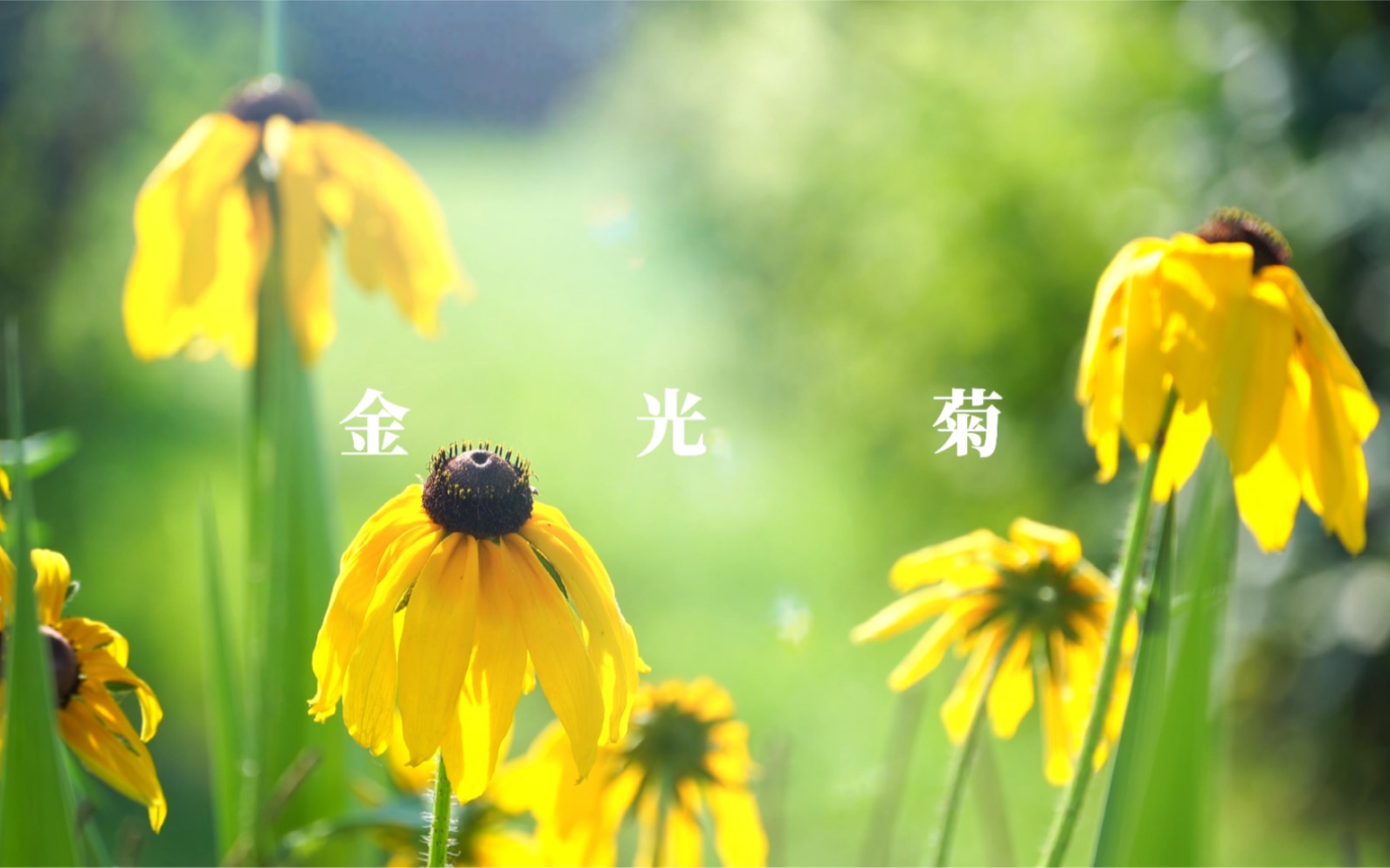 鼹鼠的花园|夏日金光菊特写镜头记录哔哩哔哩bilibili