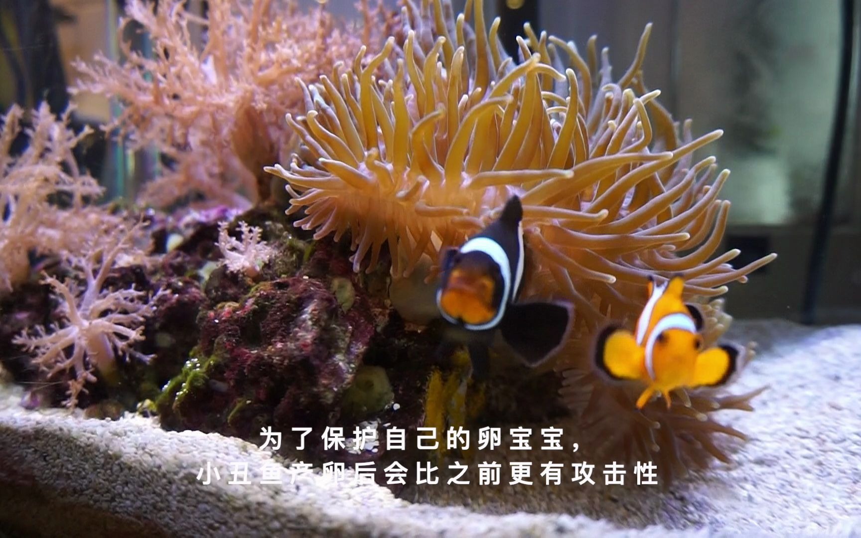 小丑鱼生宝宝了从第1天到第9天卵宝宝的变化小丑鱼产卵繁殖