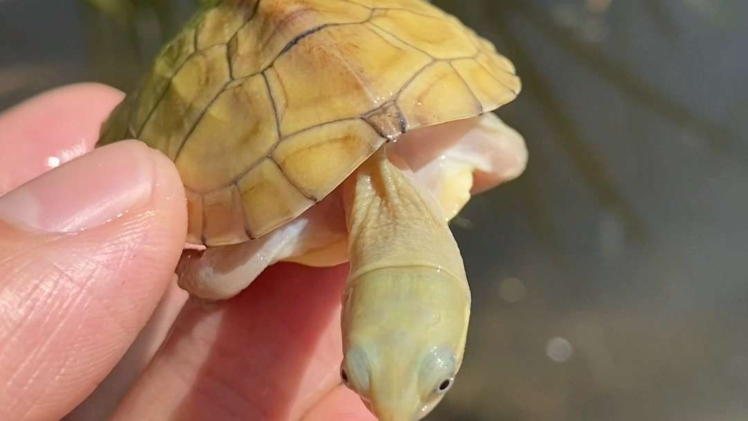 皖南黄喉龟发色后,壳色醇黄厚重,头色青里带金,背线细腻,俗称三黄小青