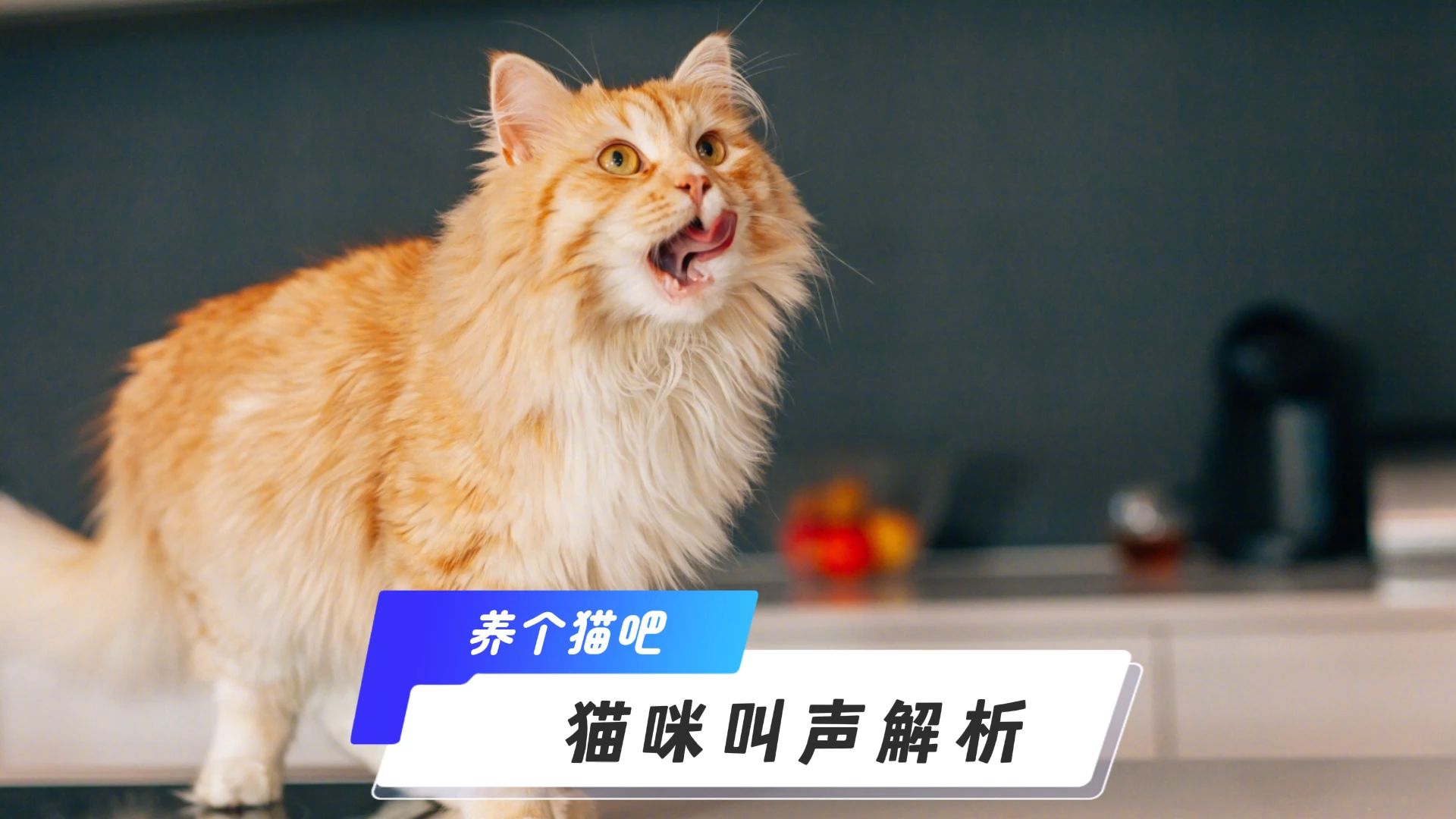 猫咪不同叫声的意思,你都懂吗?