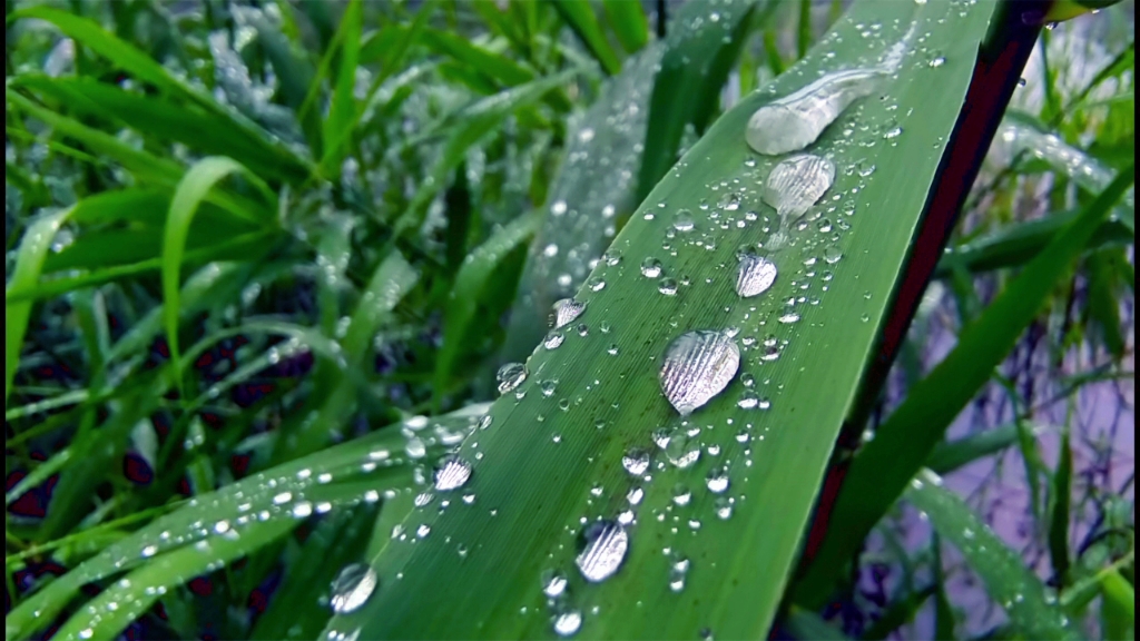 吉安随拍:芦苇叶上的雨滴哔哩哔哩bilibili