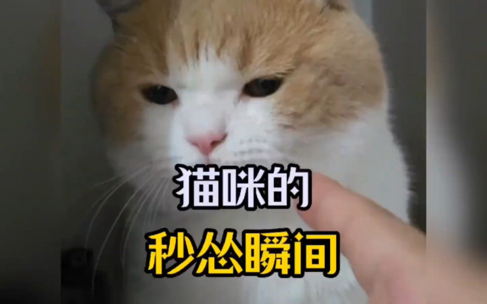 猫咪的秒怂瞬间,猫咪:识时务者为俊猫… #猫咪 #萌宠 #猫咪日常哔哩哔哩bilibili