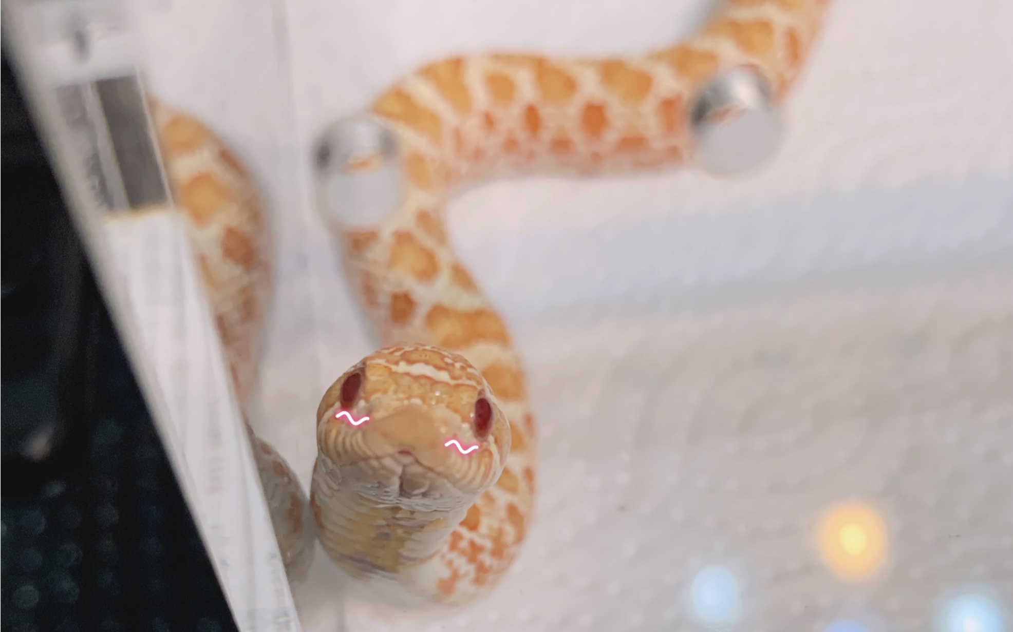 【猪鼻蛇】猛 猪 进 食