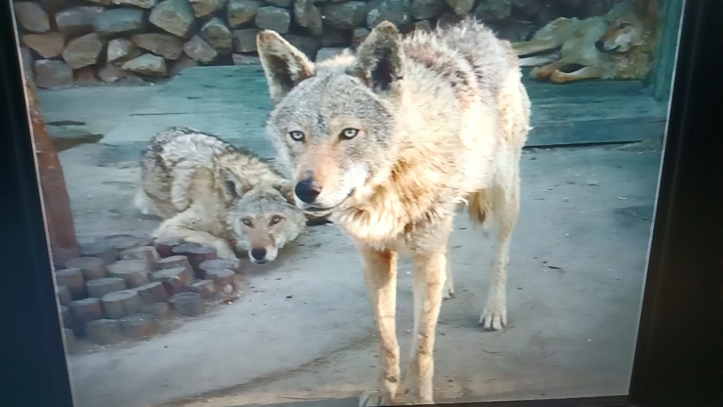 本溪动物园狼20090626