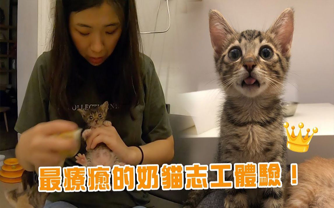 [图]新手奶猫褓母日记帮小猫洗澡洗到一半突然大便了❗feat. 日日好食光（猫咪浪浪志工）|搬运