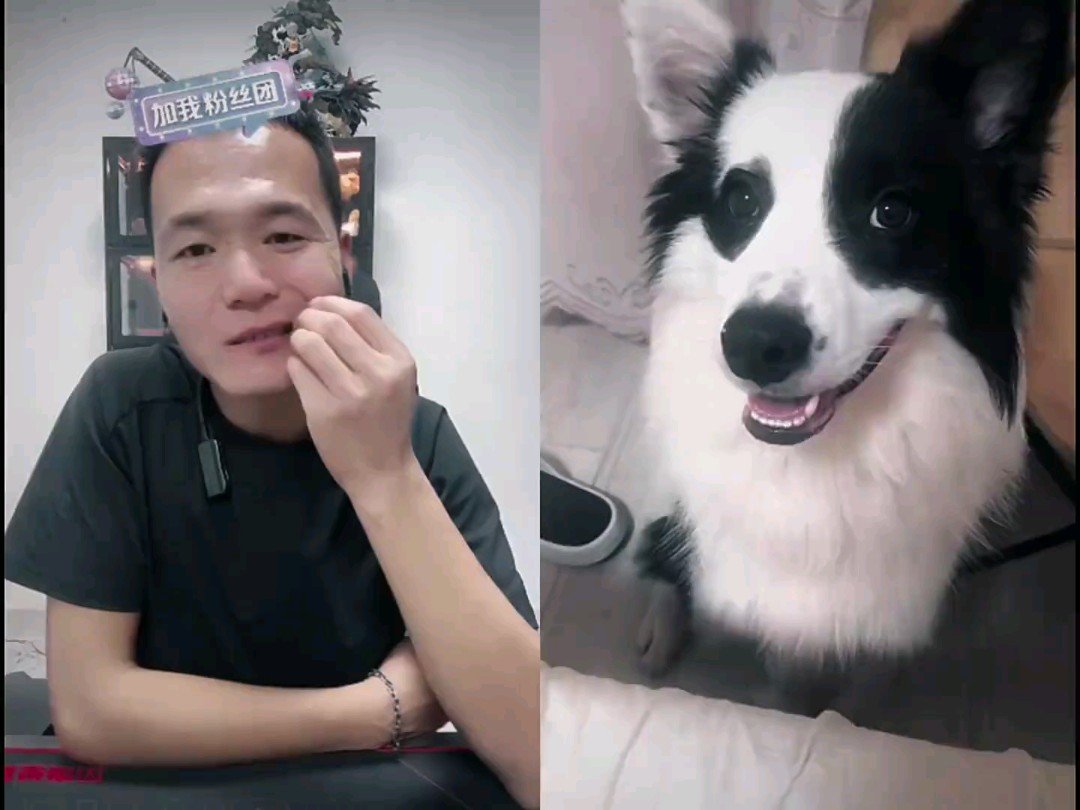 狗心虚了 破案了-潘宏爱玩狗录屏号-潘宏爱玩狗录屏号-哔哩哔哩视频