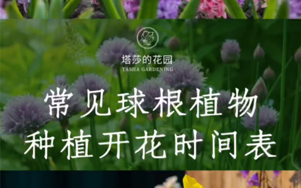 常见球根植物种植、开花时间表哔哩哔哩bilibili