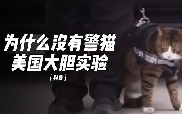 为什么只听说过警犬,没听说过警猫呢?你怎么看哔哩哔哩bilibili